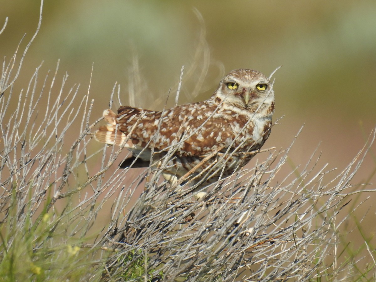 Burrowing Owl (Western) - Linda Milam