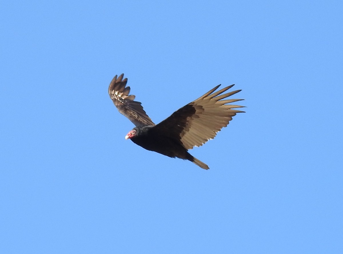 Turkey Vulture - ML225812501