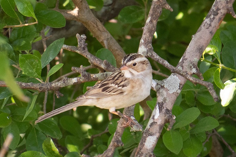 Clay-colored Sparrow - ML225816441