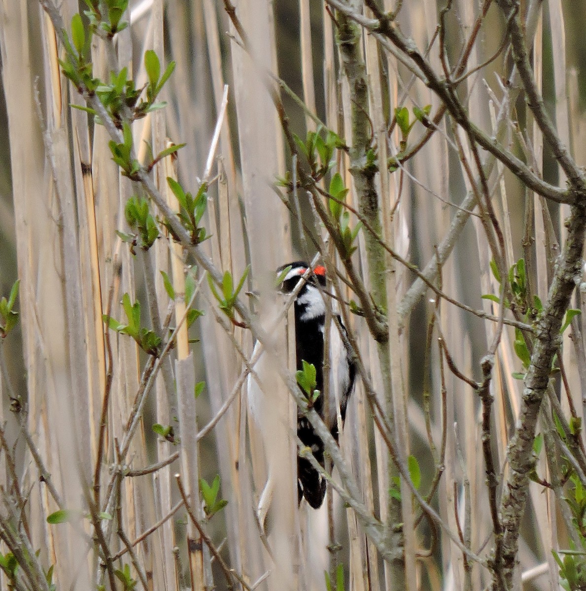eBird Checklist 20 Apr 2020 Manahawkin WMA 23 species