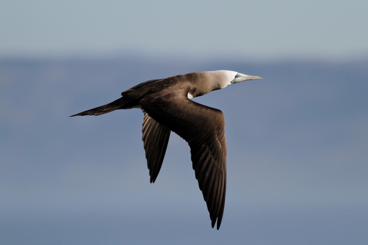 Brown Booby - ML22582301