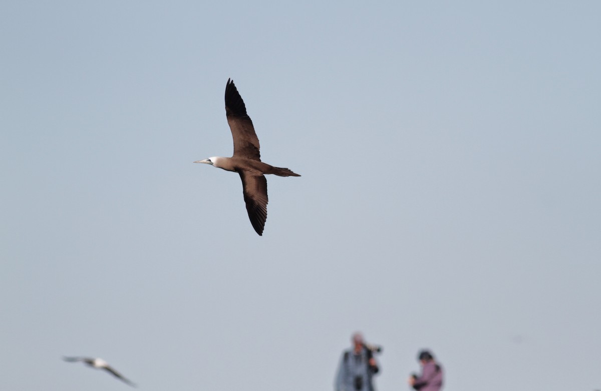 Brown Booby - ML22582311