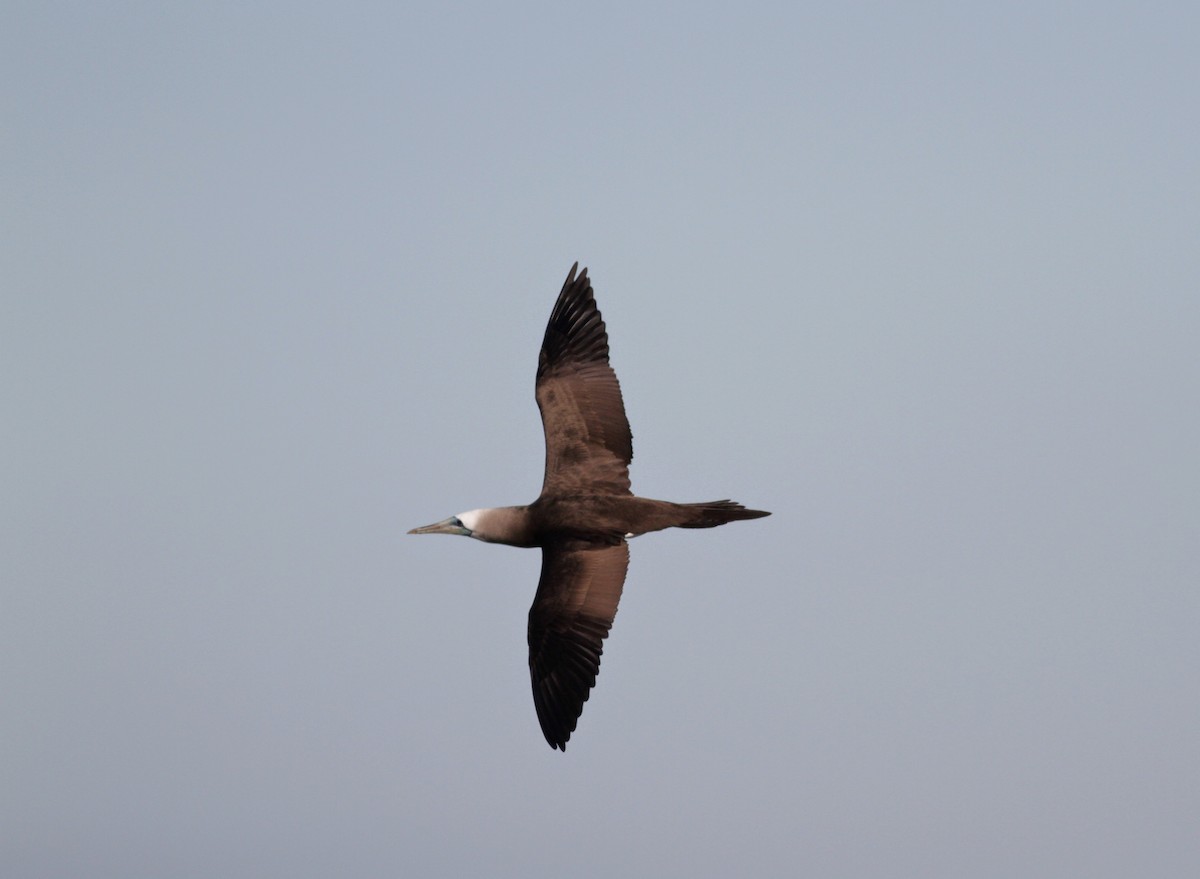 Brown Booby - ML22582341