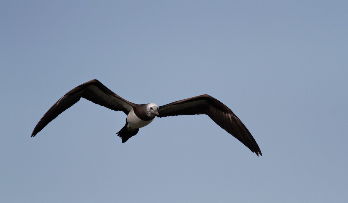 Brown Booby - ML22582351
