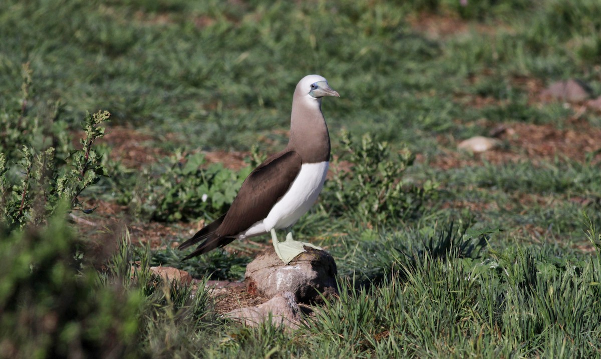 Brown Booby - ML22582391