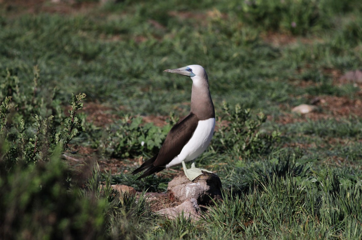Brown Booby - ML22582401