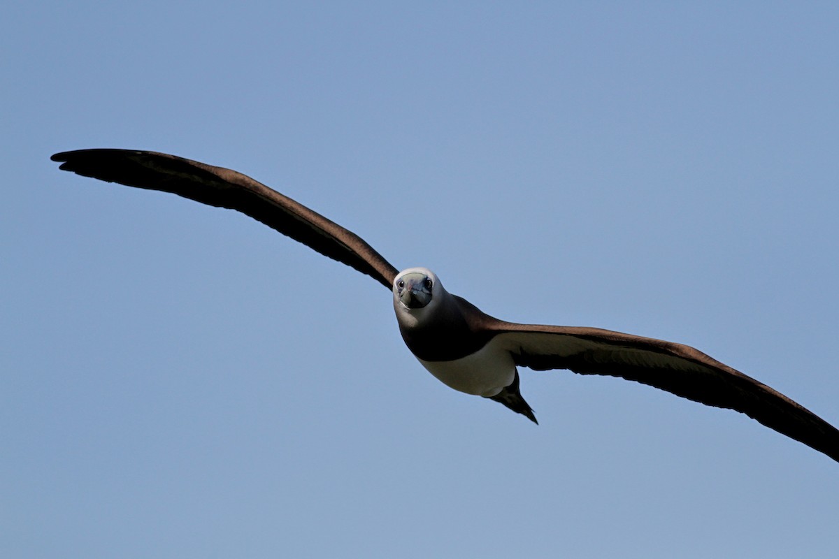 Brown Booby - ML22582461