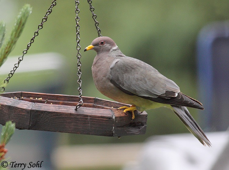 Band-tailed Pigeon - ML225827231