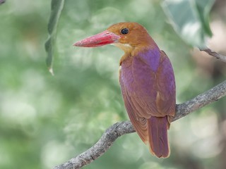  - Ruddy Kingfisher