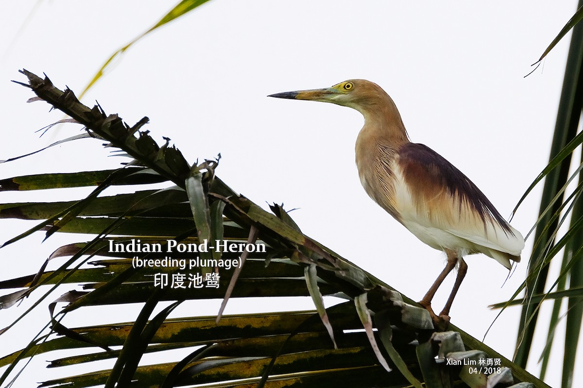 Indian Pond-Heron - Lim Ying Hien