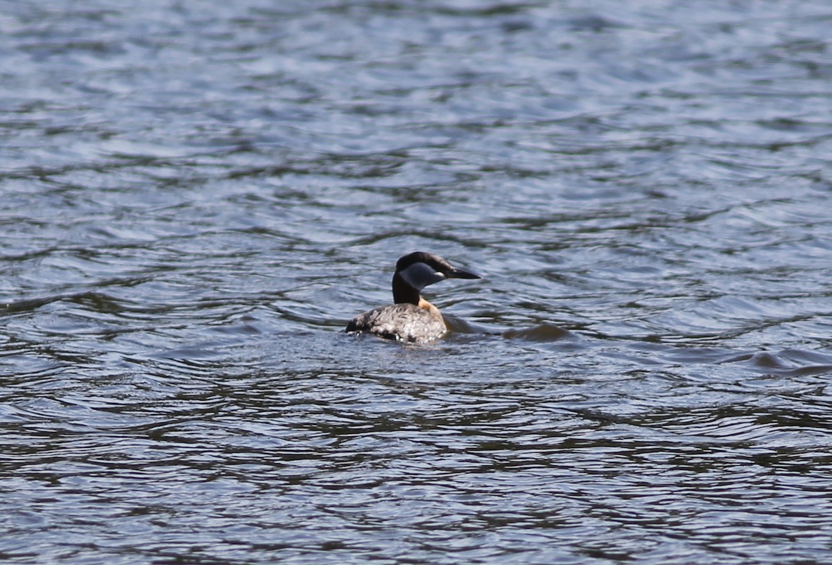 Red-necked Grebe - ML225832481
