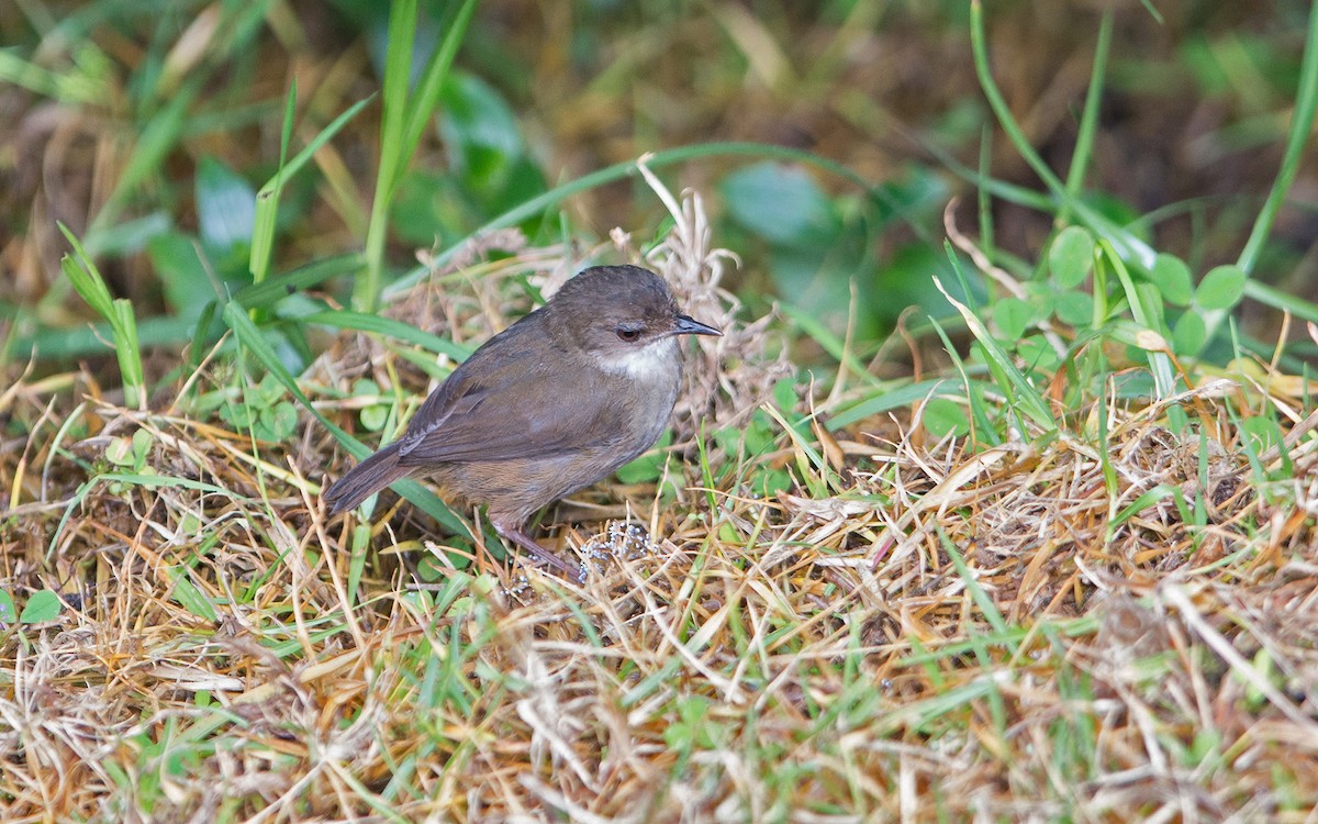 Mountain Mouse-Warbler - ML225832491