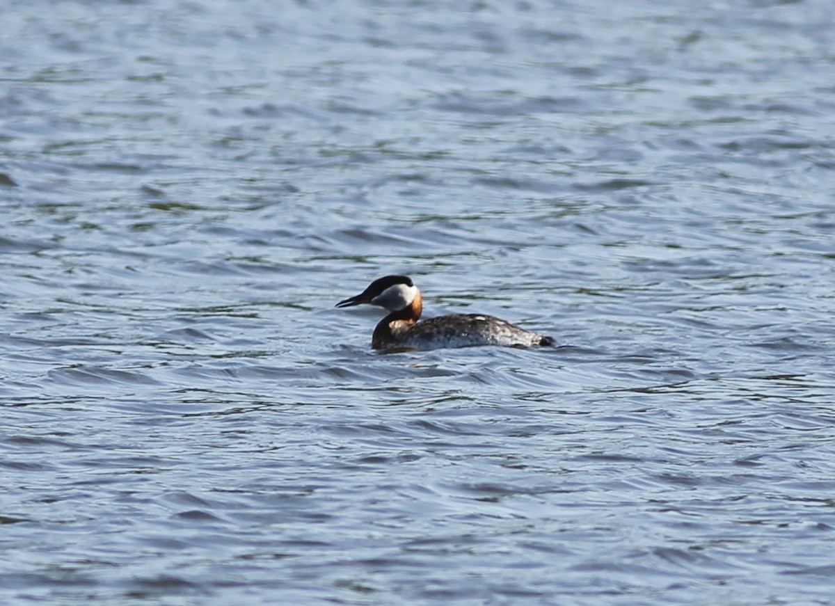 Red-necked Grebe - ML225832641
