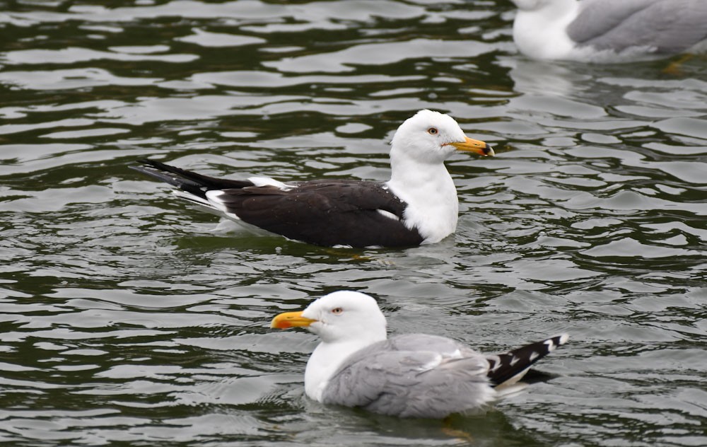 Lesser Black-backed Gull (fuscus) - Özgür Ekincioğlu