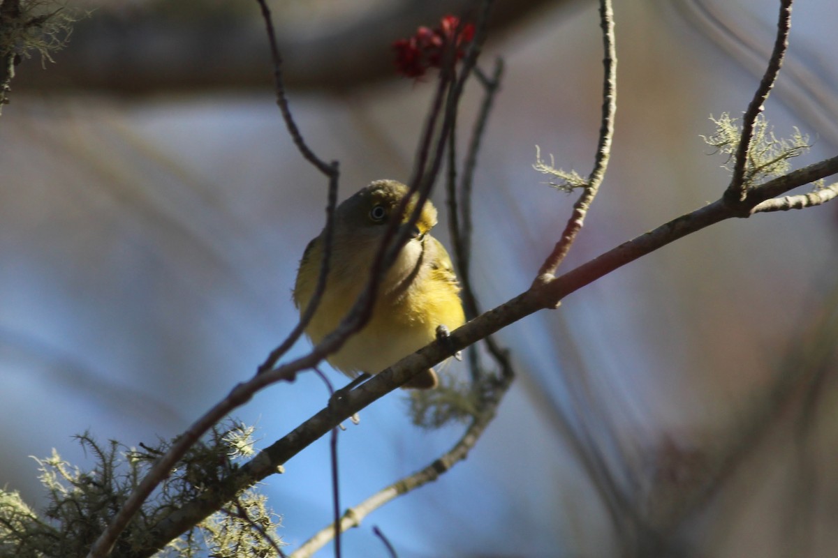 eBird Checklist 21 Apr 2020 Fort Hill, Eastham 52 species