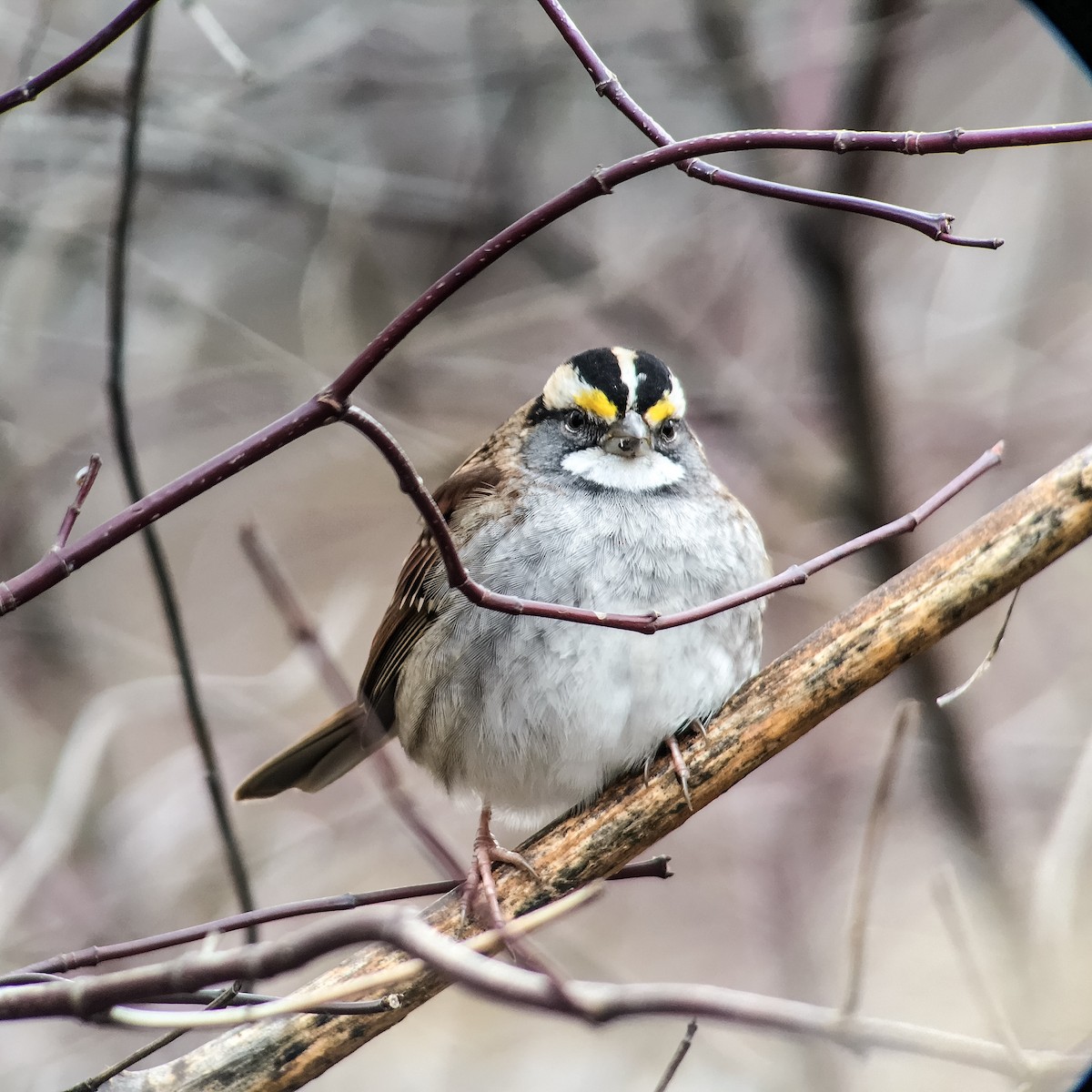 White-throated Sparrow - ML22583691