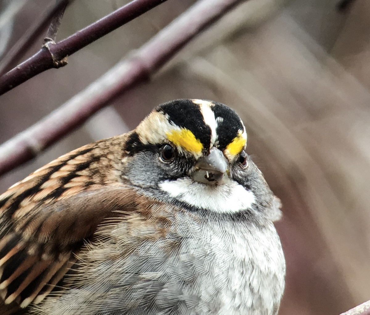 White-throated Sparrow - ML22583701