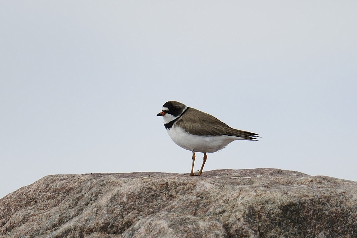Semipalmated Plover - ML225847471