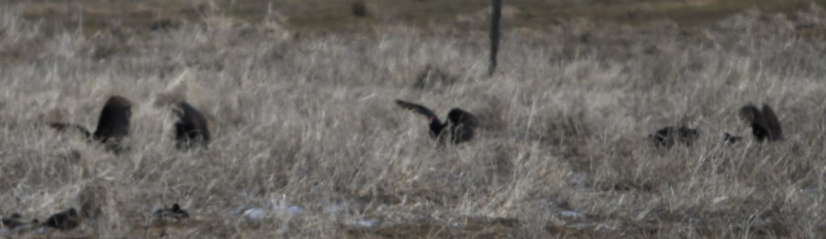 Turkey Vulture - ML225848601
