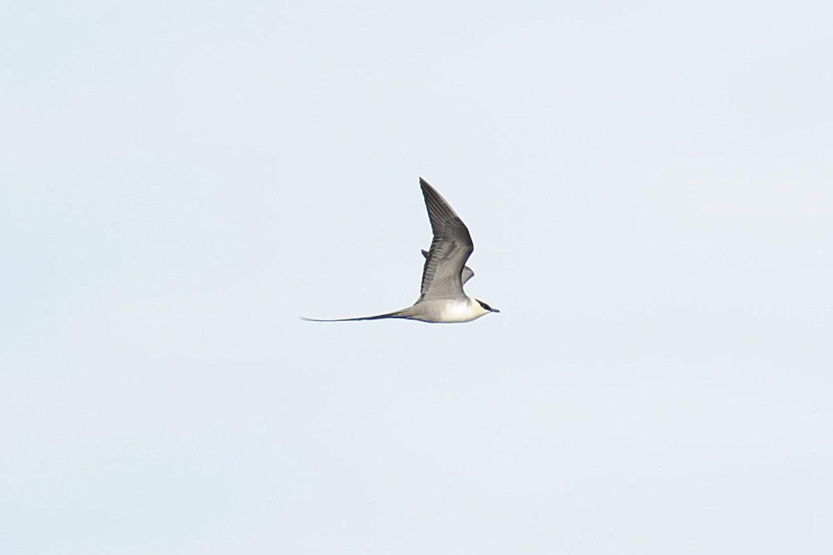 Long-tailed Jaeger - ML225849461