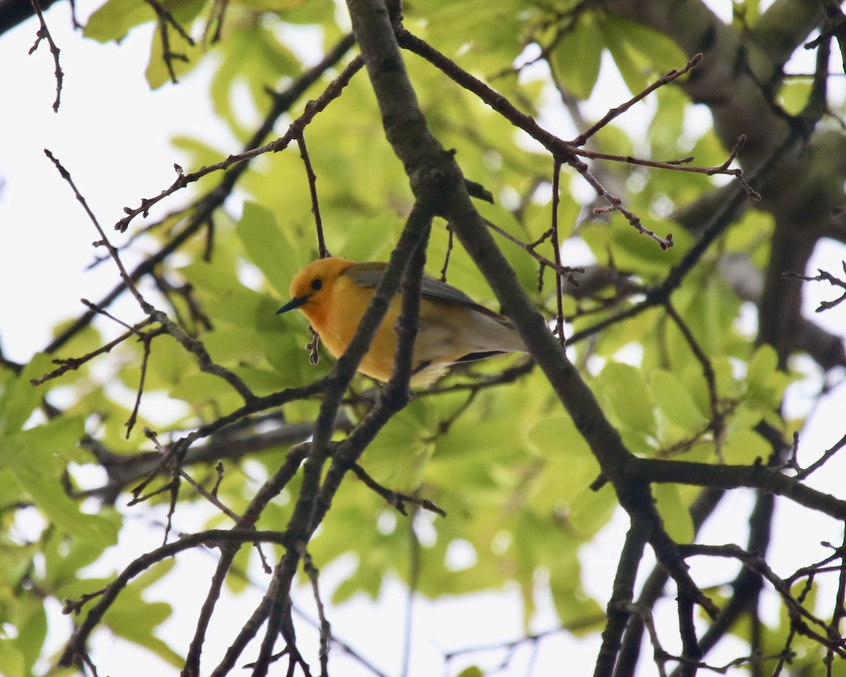 Prothonotary Warbler - ML225853211