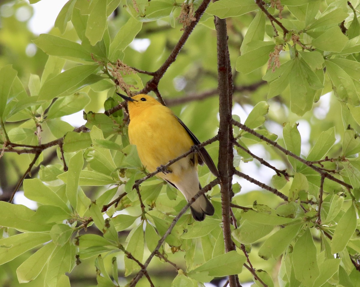 Prothonotary Warbler - ML225853221