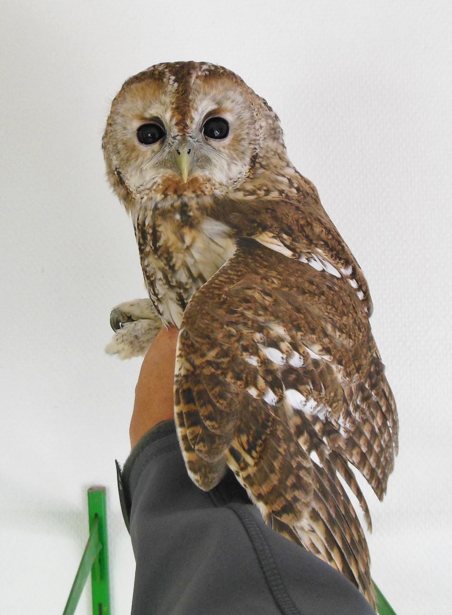 Tawny Owl - Simon Davies