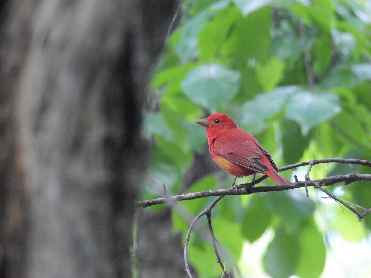 Summer Tanager - Brian  S