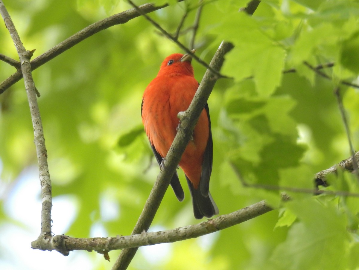 Scarlet Tanager - ML225855231
