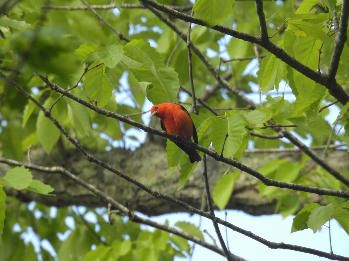Scarlet Tanager - Brian  S