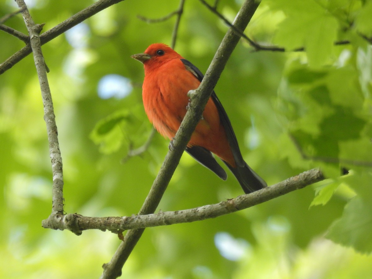 Scarlet Tanager - ML225855361