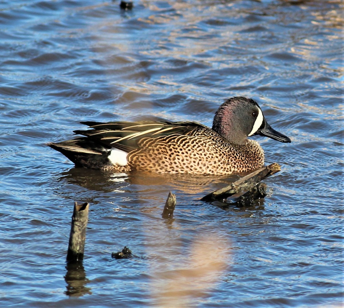 Blue-winged Teal - Mike Riley