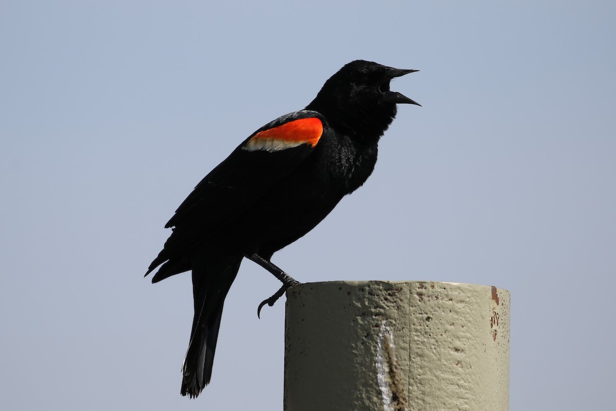 Red-winged Blackbird - Cameron Eckert
