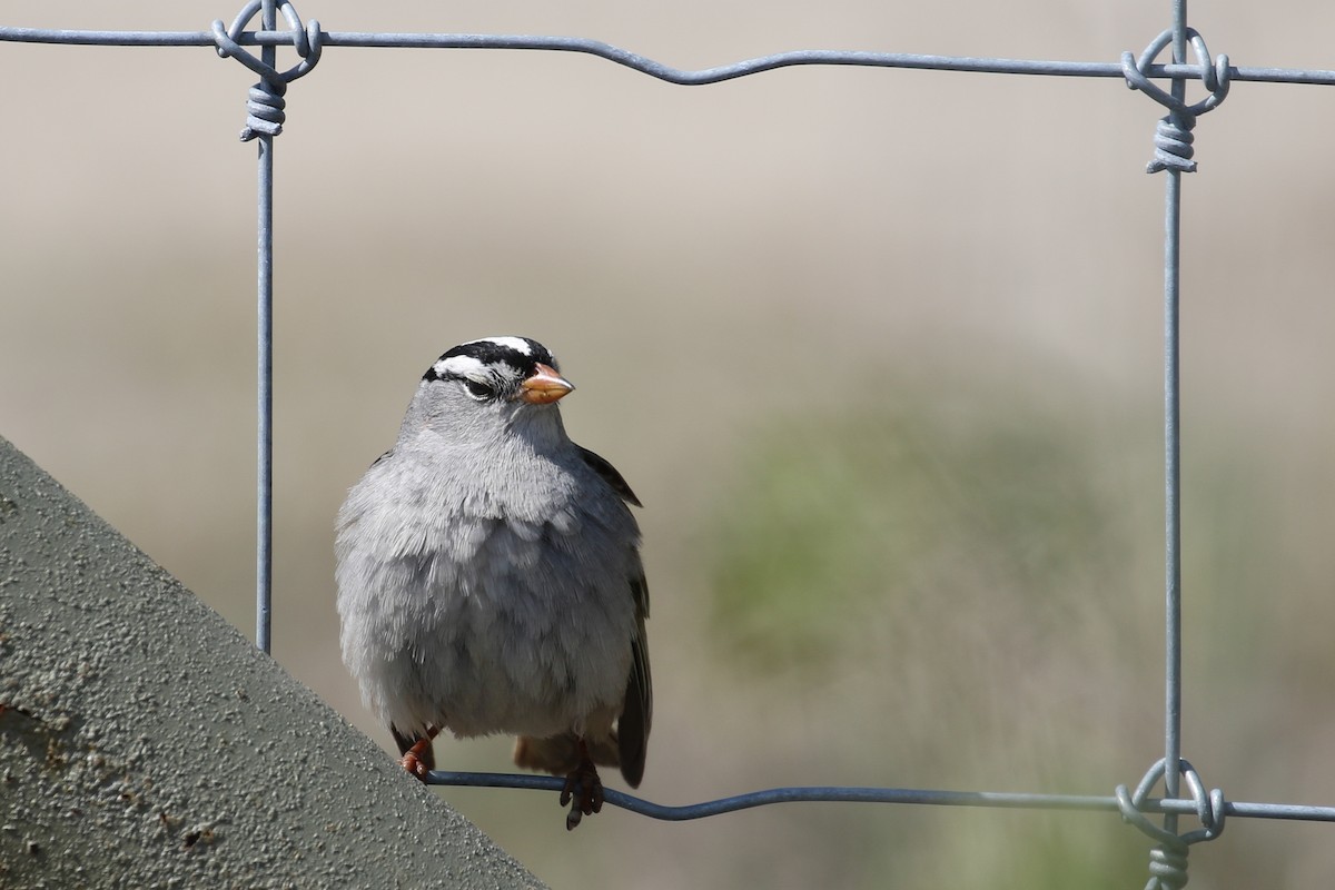 White-crowned Sparrow - Cameron Eckert