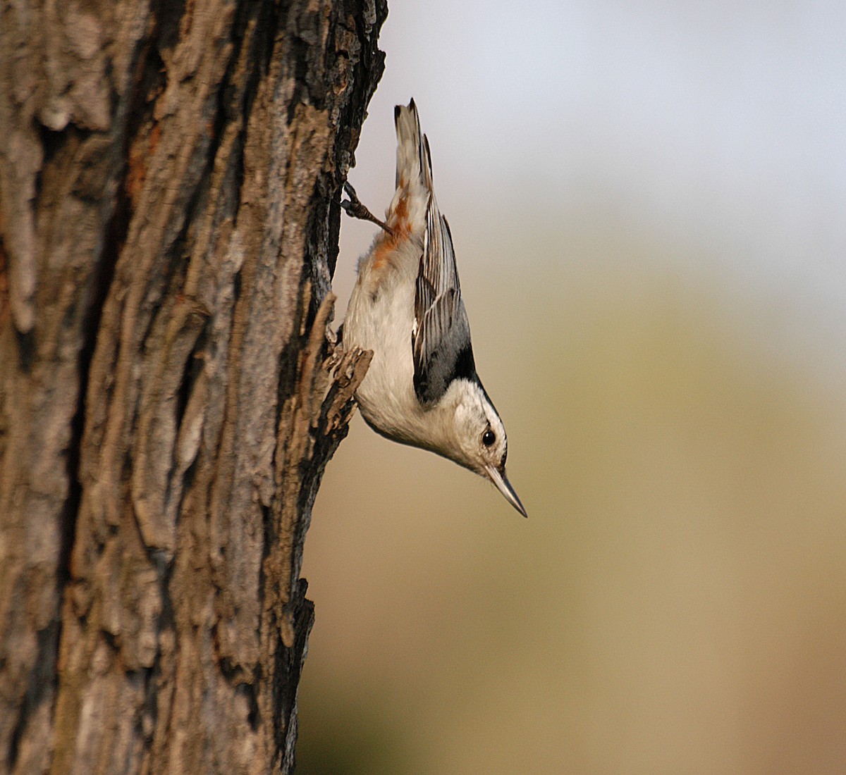 White-breasted Nuthatch - ML22586131