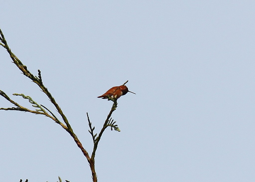 Rufous Hummingbird - ML225862641