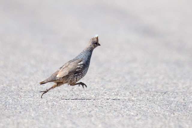 Scaled Quail