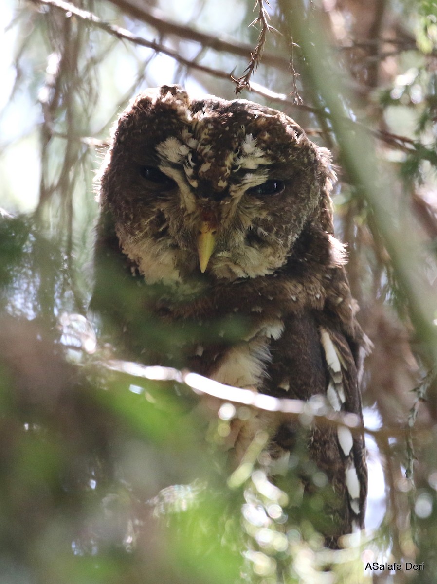 African Wood-Owl - Fanis Theofanopoulos (ASalafa Deri)