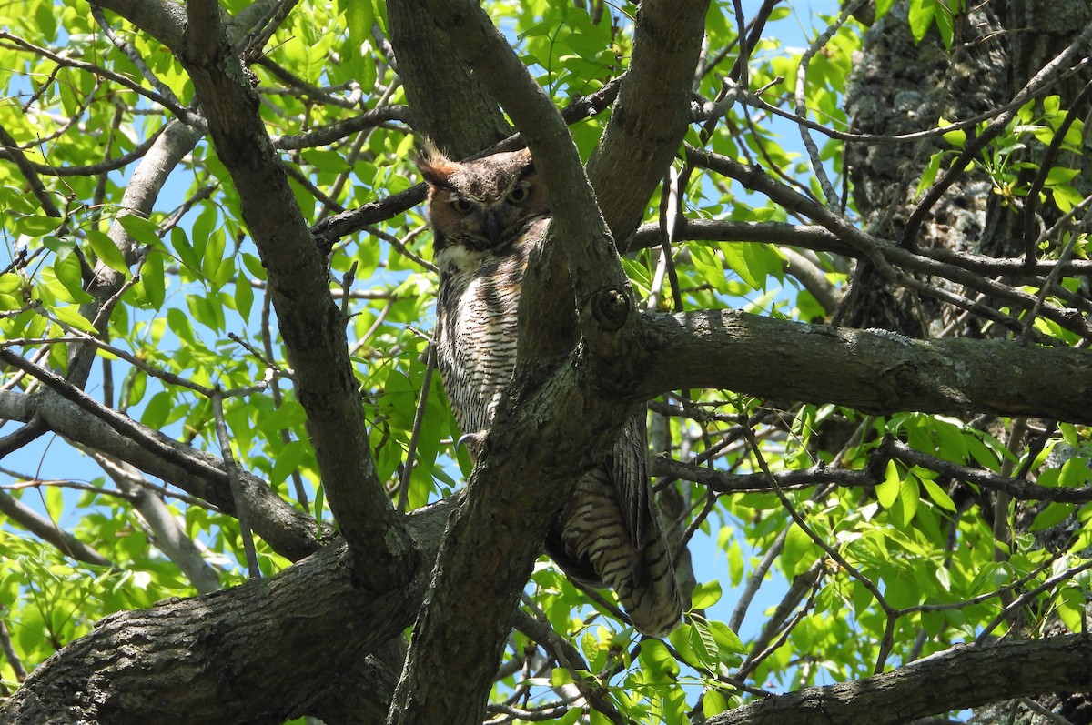 Great Horned Owl - ML225870141