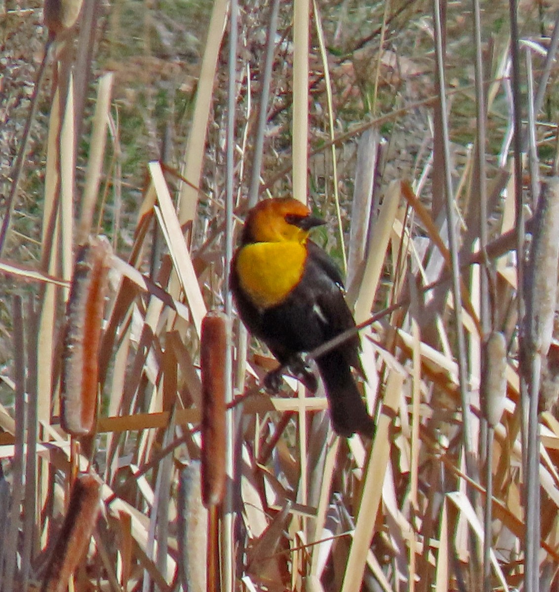 Yellow-headed Blackbird - ML225874491