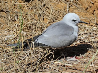 Tiñosa Gris - eBird