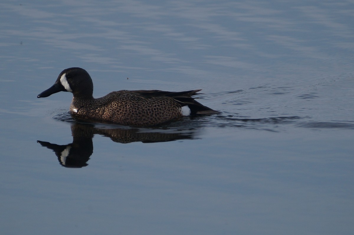 Blue-winged Teal - ML225882031