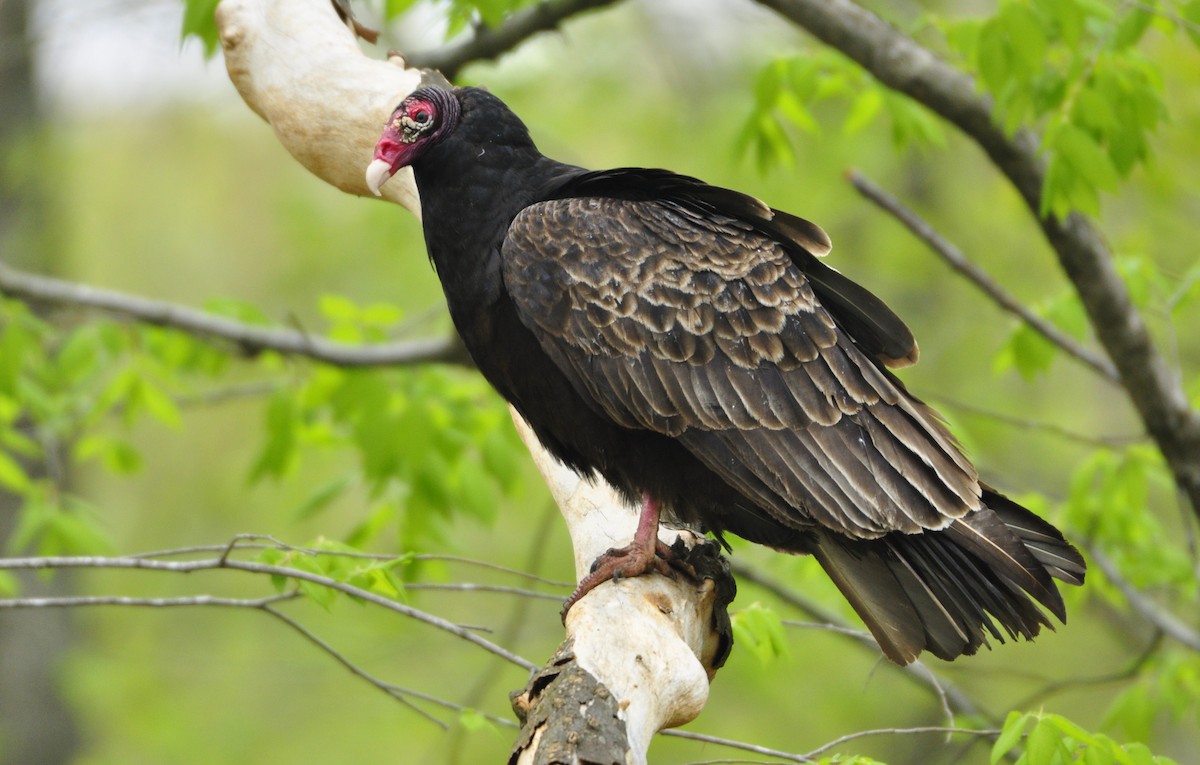Turkey Vulture - ML225883001