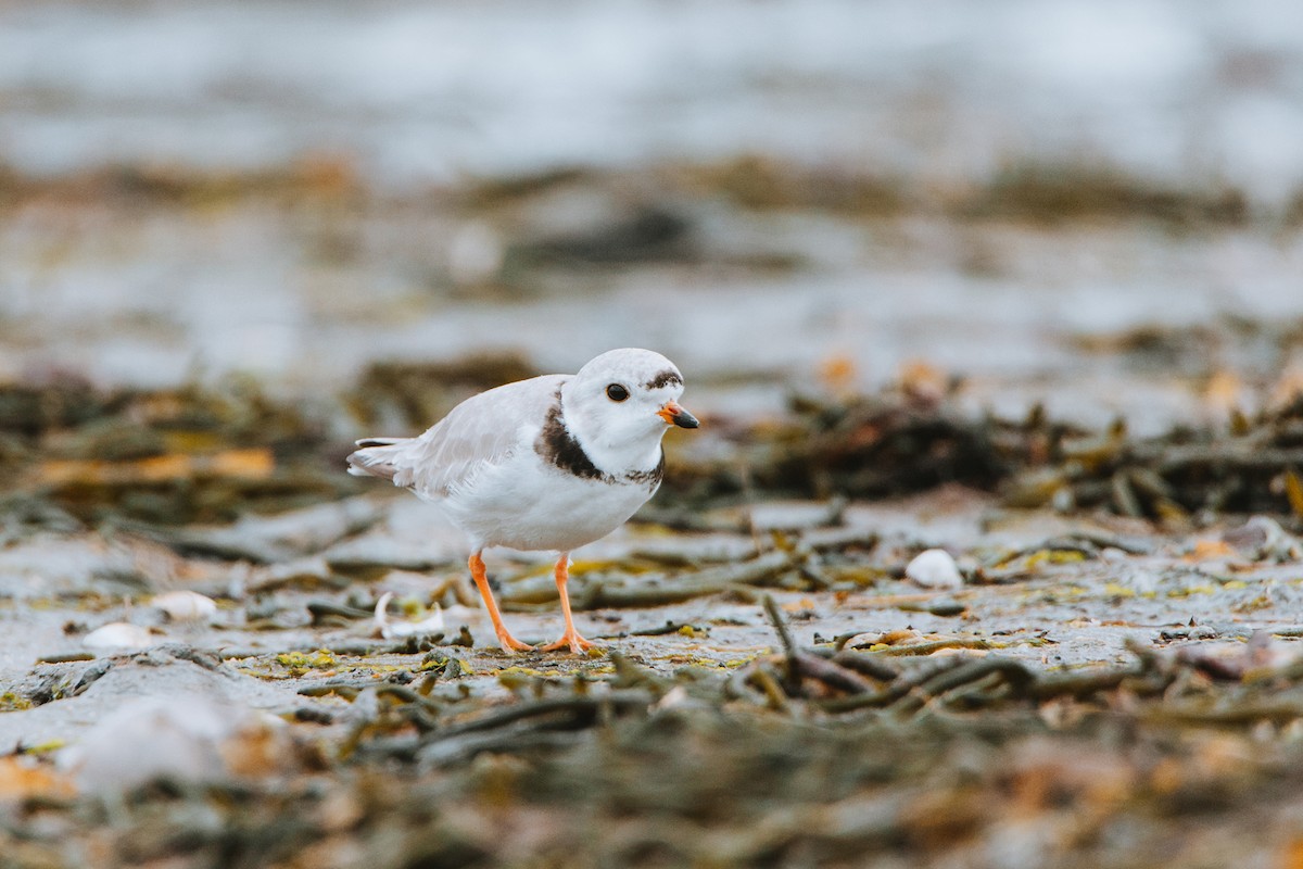 Piping Plover - ML225888261