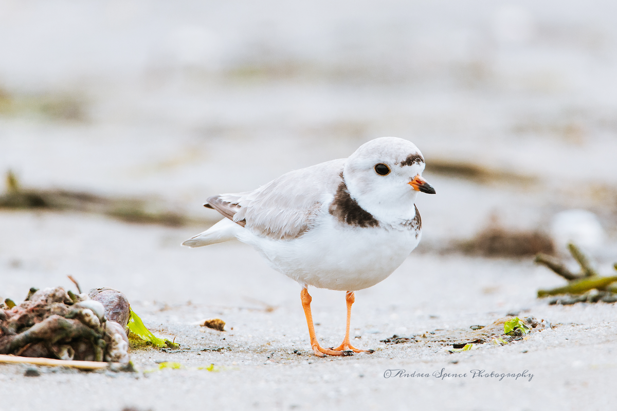 Piping Plover - Andrea Spence