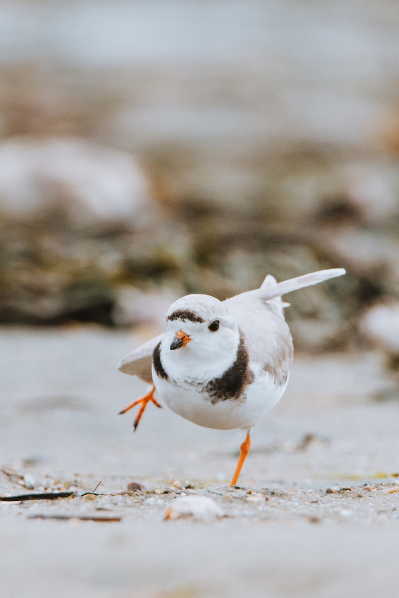 Piping Plover - ML225888331