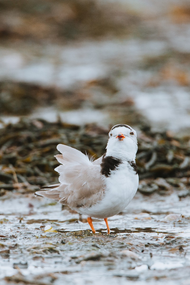 Piping Plover - Andrea Spence