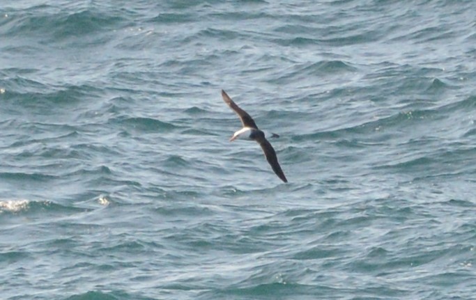 Black-browed Albatross - ML225894561