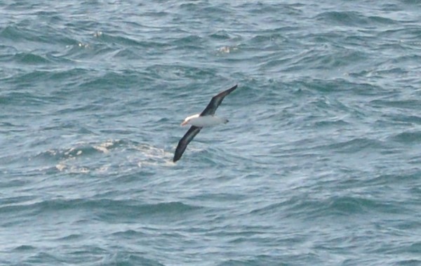 Black-browed Albatross - ML225894581