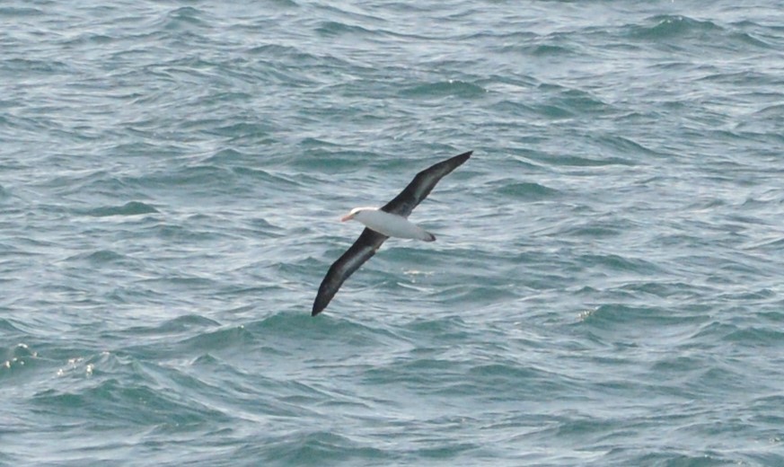 Black-browed Albatross - Roger Stone